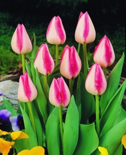 Tulpen Garden Party